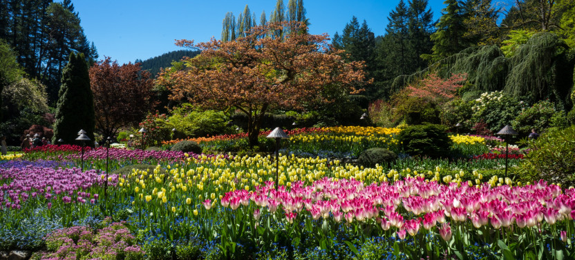 8-Day Premium Vancouver Island Expedition from Victoria to Tofino