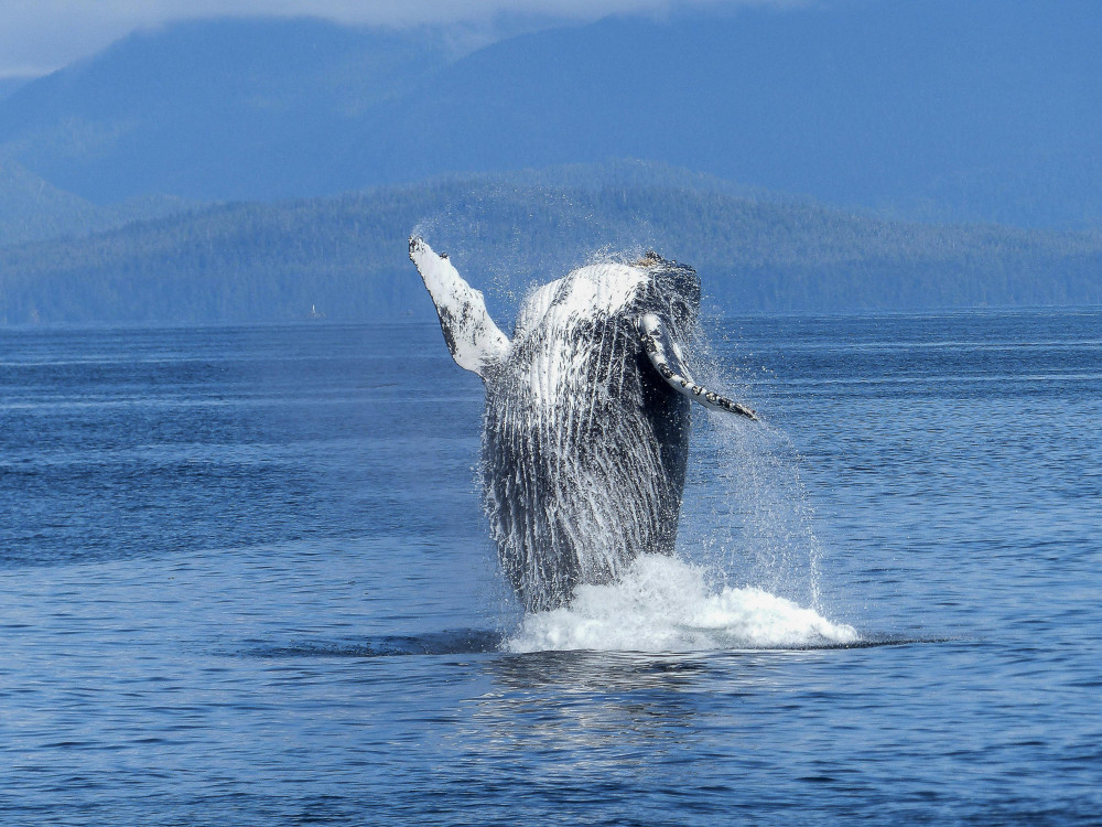 Sitka: Whale Watching and Marine Adventure Private Tour