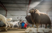 Wild Adventure Yukon12