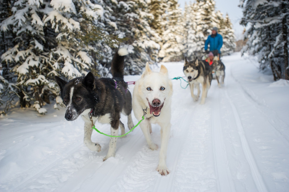 Wild Adventure Yukon