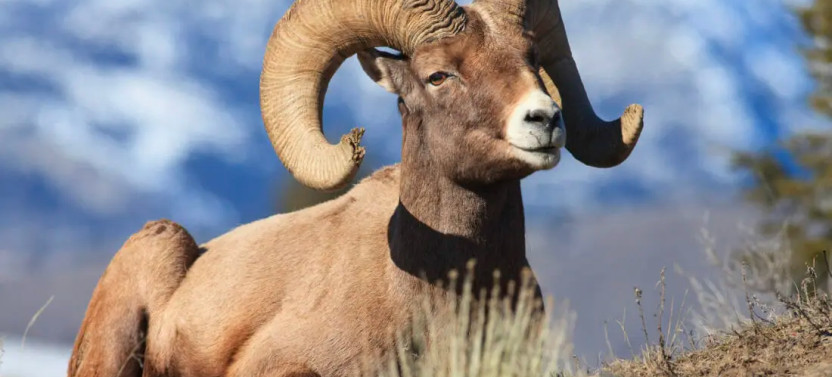 Yellowstone Full-Day Wildlife Safari With Naturalist Guide