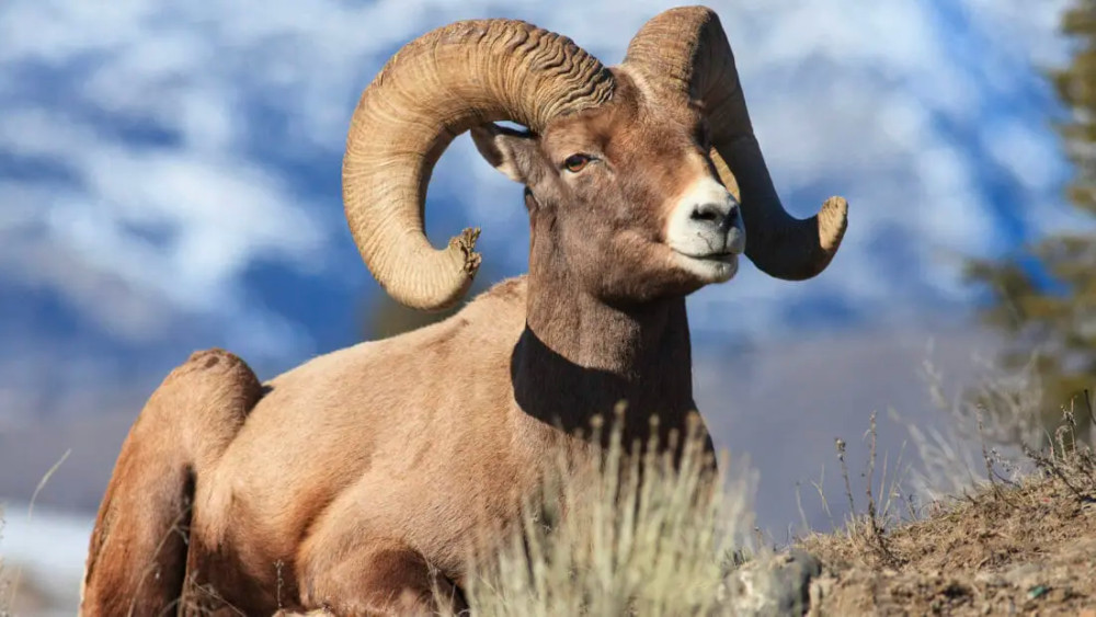 Private Full-Day Yellowstone Wildlife Safari With Naturalist Guide