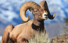 Yellowstone Safari Company1