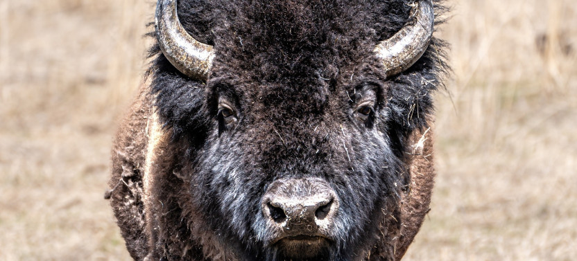 Private Big Sky Wildlife Safari to Central & Southern Yellowstone