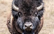 Yellowstone Safari Company2