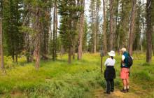 Yellowstone Safari Company5