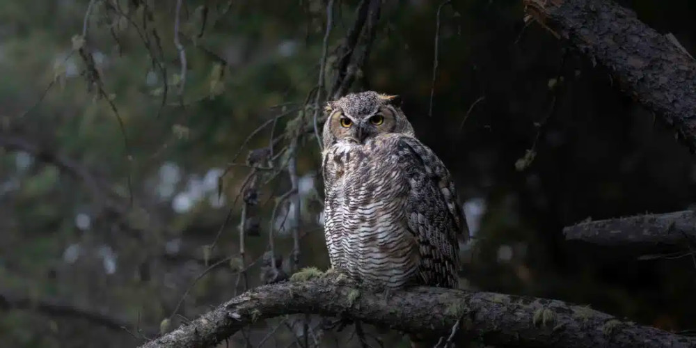 Private Summer Wildlife & Landscape Photography Tour in Yellowstone