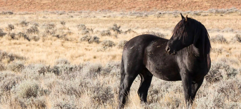 Wild Mustang Wildlife Viewing Tour