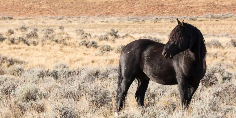 Wild Mustang Wildlife Viewing Tour