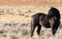 Yellowstone Safari Company8