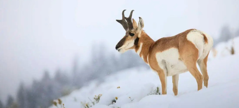 Yellowstone Winter Wildlife Safari on the Northern Range