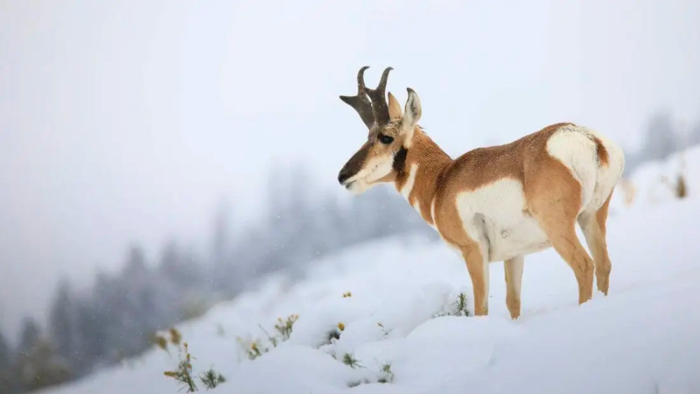 Private Full-Day Yellowstone Winter Wildlife Safari