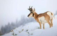 Yellowstone Safari Company10