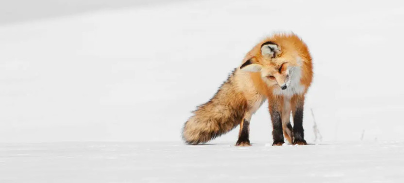 Small Group Yellowstone Snowshoe Safari