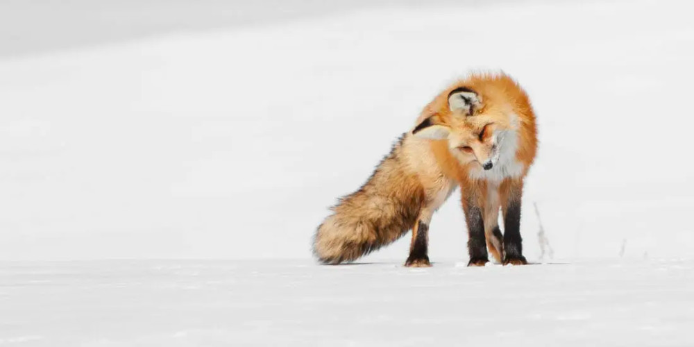 Small Group Yellowstone Snowshoe Safari
