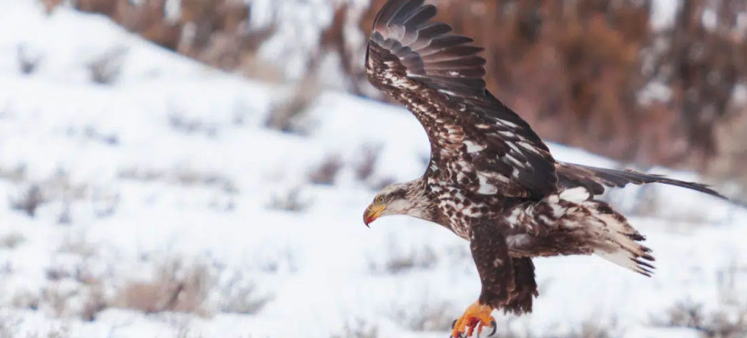 Private Big Sky Snowshoe Safari with Grizzly & Wolf Center