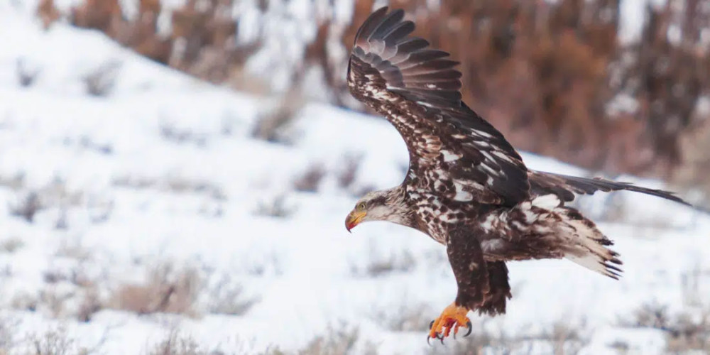 Private Big Sky Snowshoe Safari with Grizzly & Wolf Center