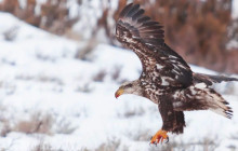 Yellowstone Safari Company11