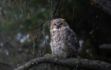 Yellowstone Safari Company12