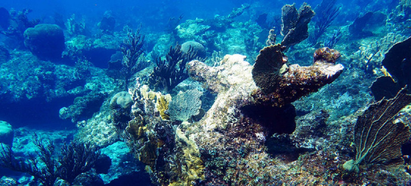 Private Half Day Scuba Diving Charter - 34' Sweet T Cat