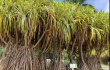 Kualoa Ranch Hawaii8