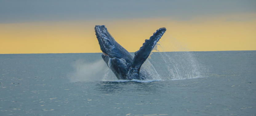 Whale Watching Photo Safari