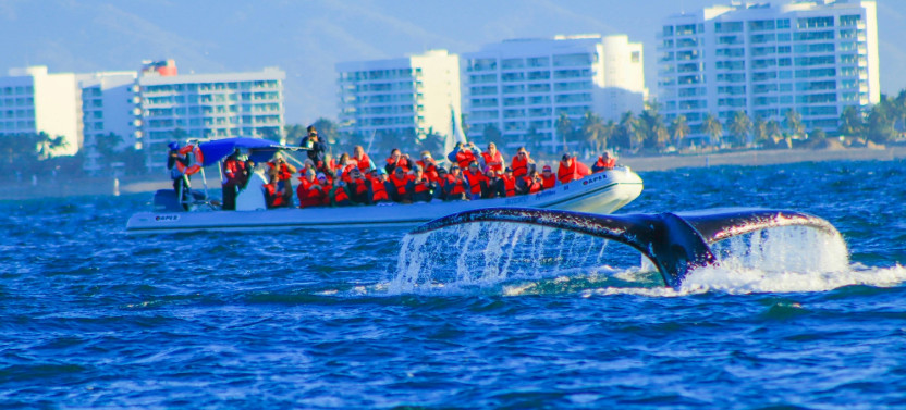 Whale Watching Photo Safari