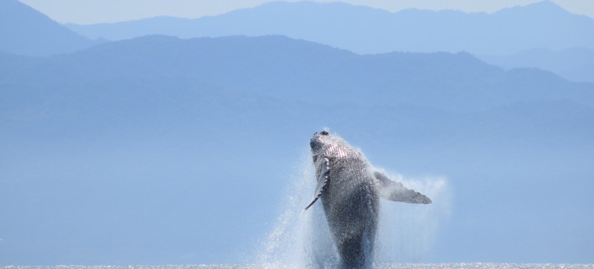 Whale Watching Photo Safari