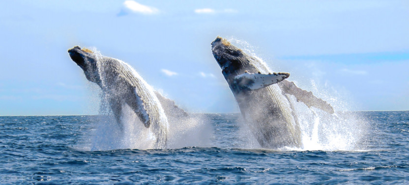 Whale Watching Photo Safari