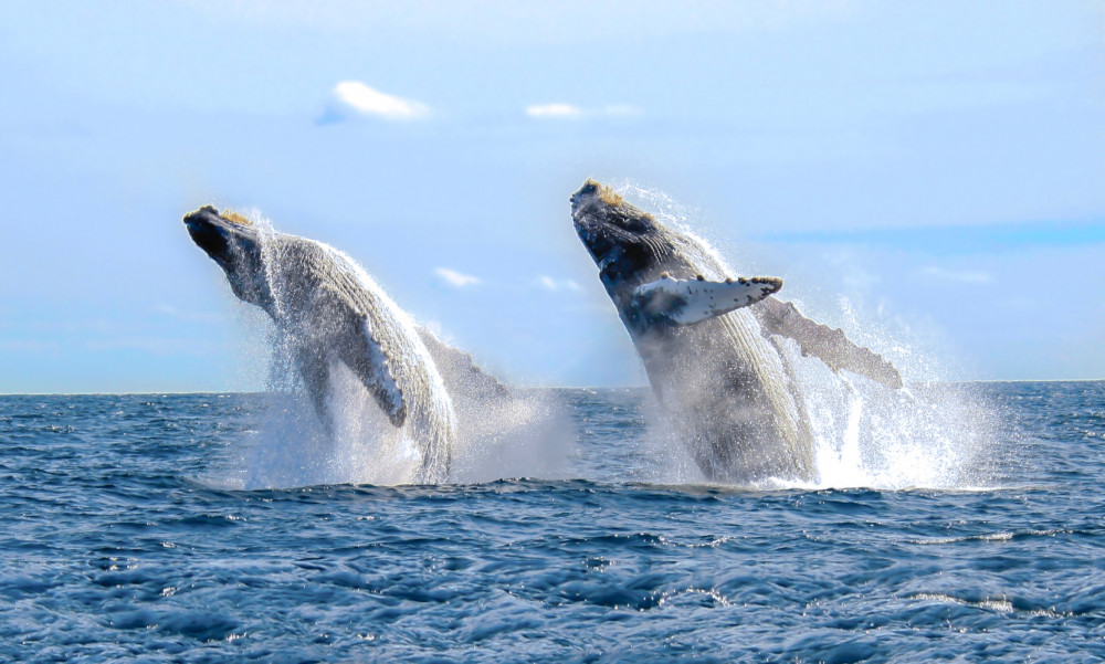 Whale Watching Photo Safari