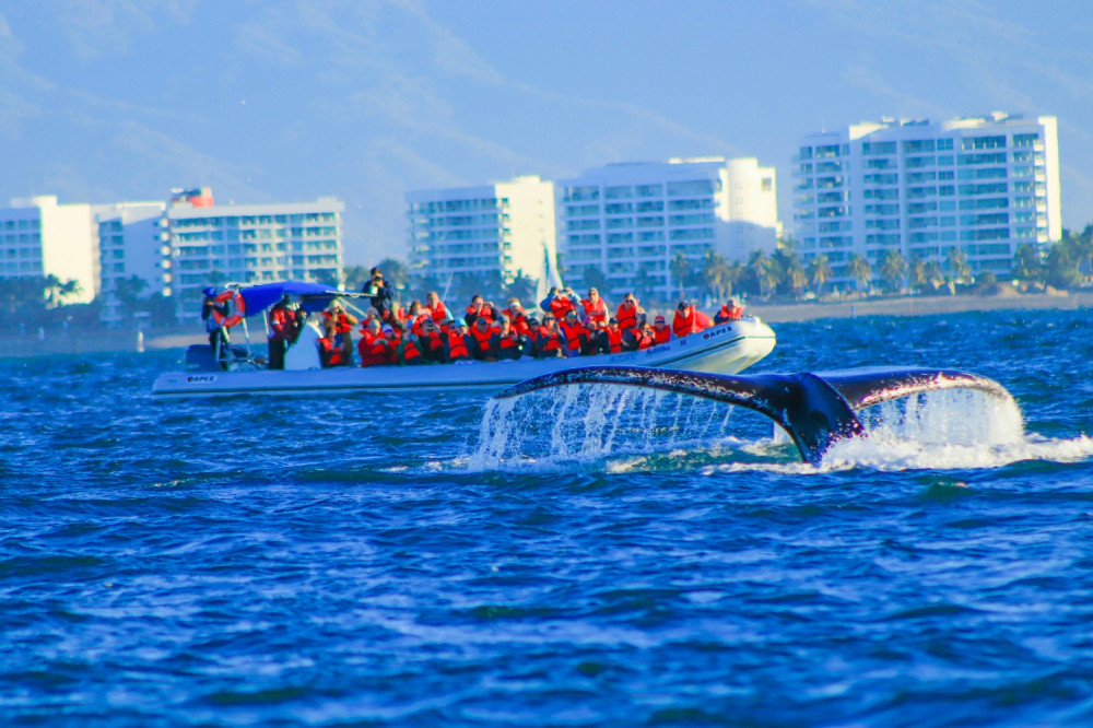 Whale - Watching Adventure