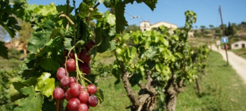 Boutique Winery Escape from Barcelona (E-bike, Sail, or Car), photo 3 of 6