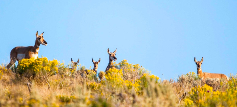 Grand Teton Half-Day Public Wildlife Safari Tour