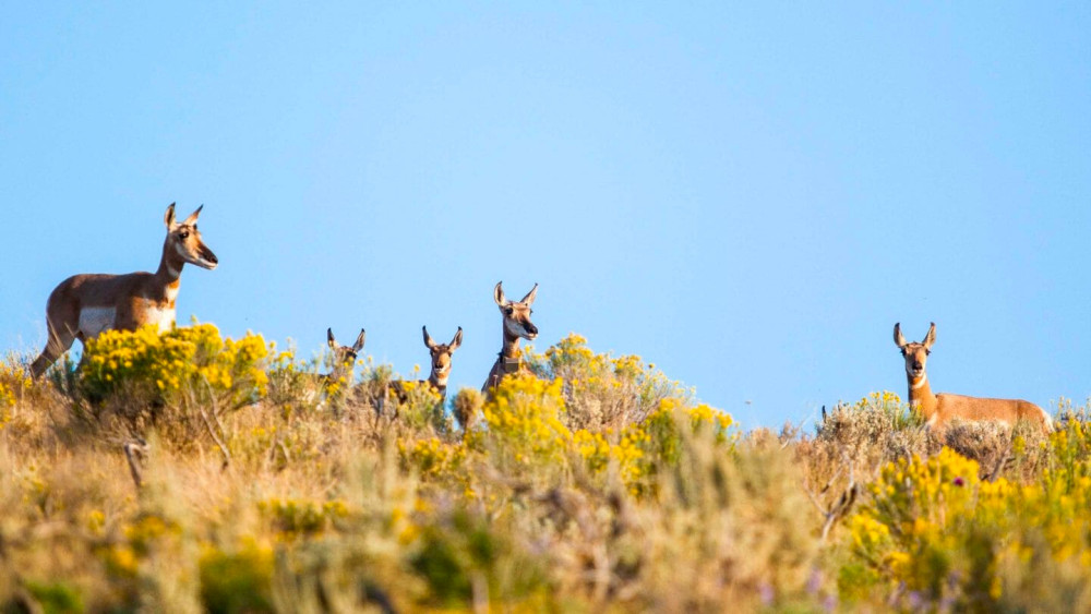 Grand Teton Half-Day Public Wildlife Safari Tour