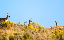 Jackson Hole Wildlife Safaris1