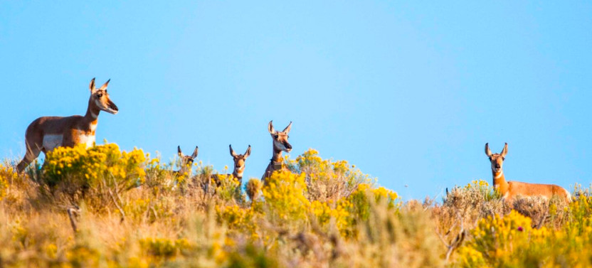 Private Half-Day Wildlife Safari with Naturalist Guide in Grand Teton