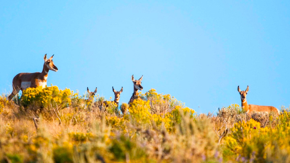 Private Half-Day Wildlife Safari with Naturalist Guide in Grand Teton