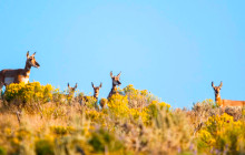 Jackson Hole Wildlife Safaris2