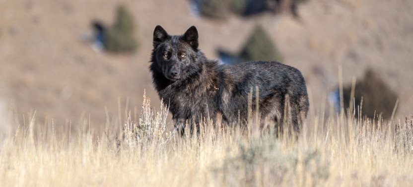 Private Full-Day Yellowstone & Grand Teton Wildlife Safari
