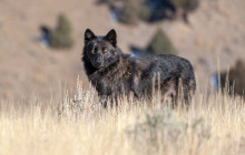 Jackson Hole Wildlife Safaris3