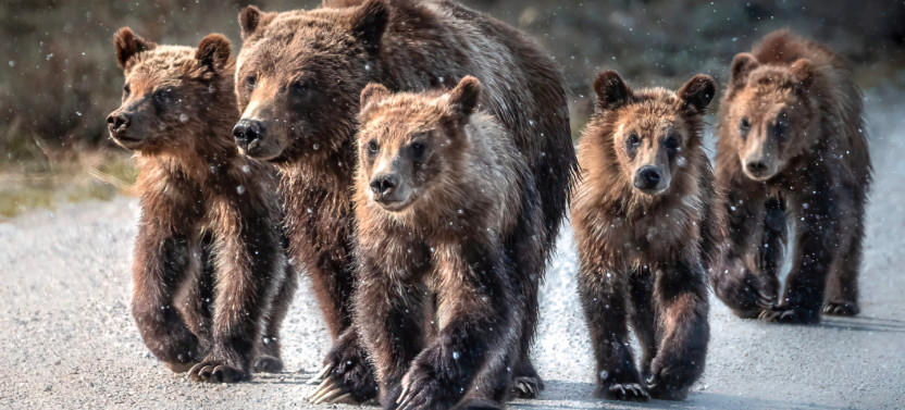 Private Full-Day Wildlife Photography Safari in Grand Teton National Park