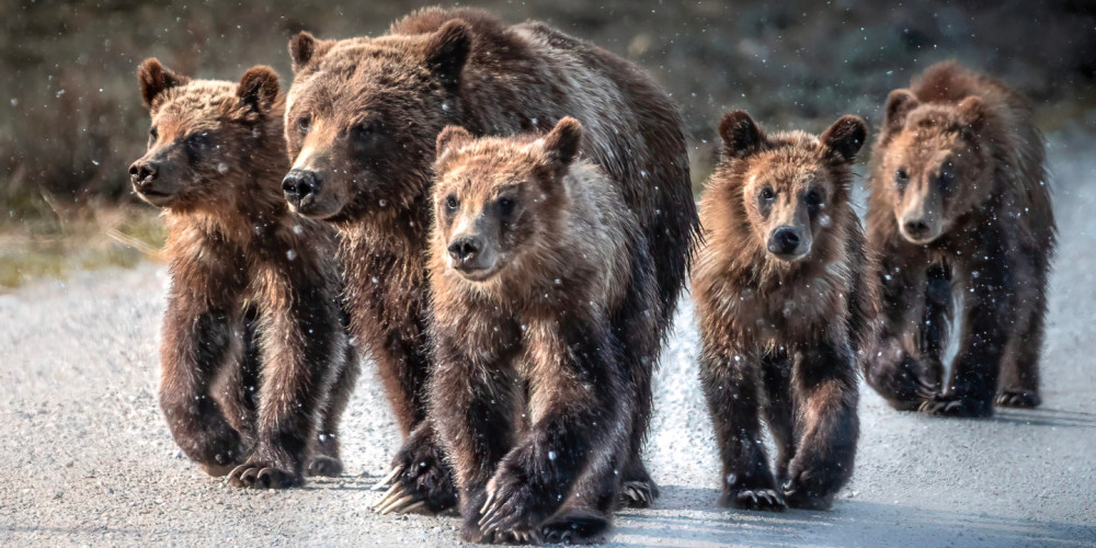 Private Full-Day Wildlife Photography Safari in Grand Teton National Park