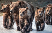 Jackson Hole Wildlife Safaris1