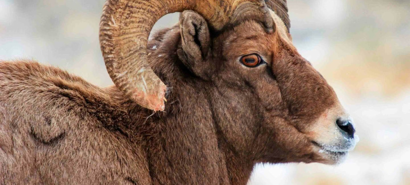 Half-Day Winter Wildlife Safari in Grand Teton & National Elk Refuge