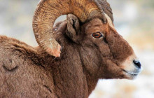 Jackson Hole Wildlife Safaris2