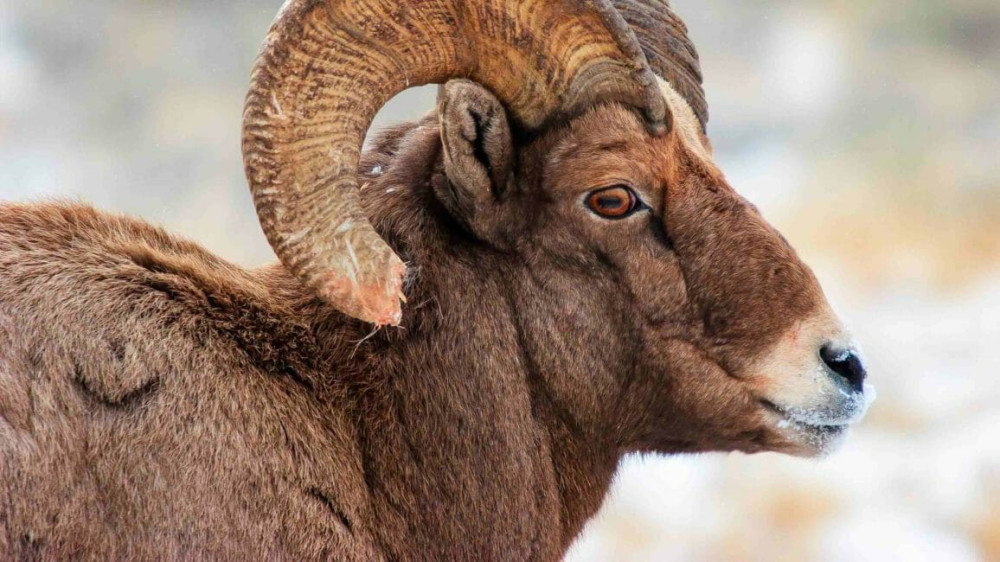 Private Winter Wildlife Safari in Grand Teton National Park