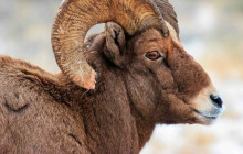 Jackson Hole Wildlife Safaris6