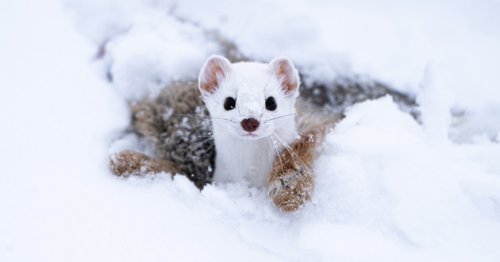 Private Grand Teton Winter Wildlife Safari in Jackson Hole and Elk Refuge