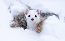 Jackson Hole Wildlife Safaris6