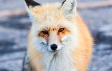 Jackson Hole Wildlife Safaris7